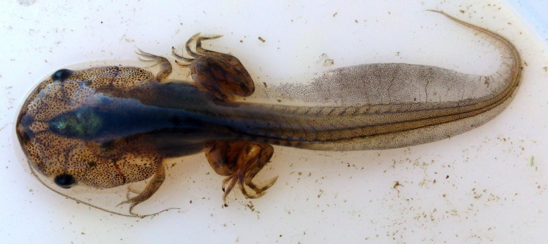 xenopus tadpole