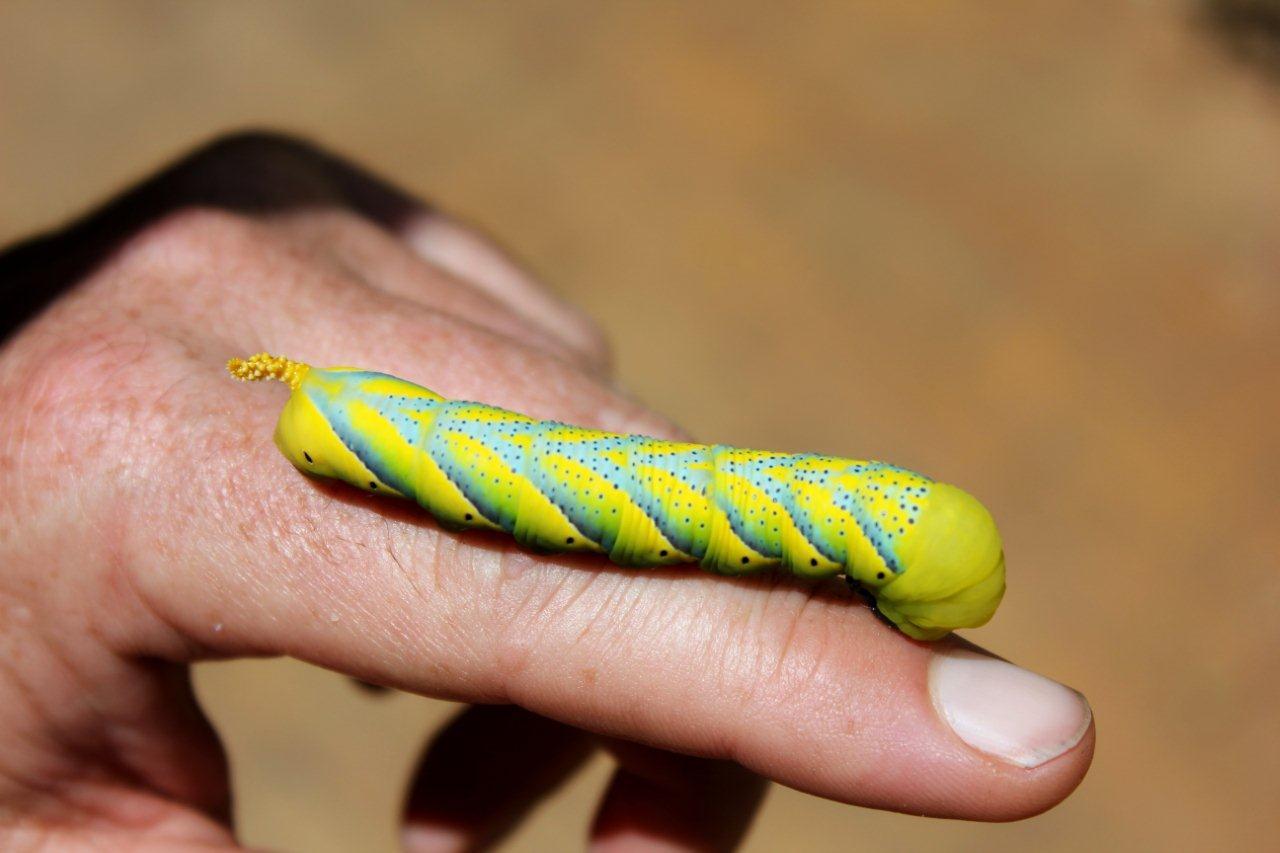 Large Bright Yellow And Green Caterpillar Observation Southern Africa Ispot