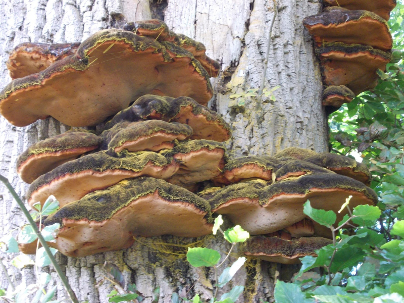 Image result for large bracket fungi