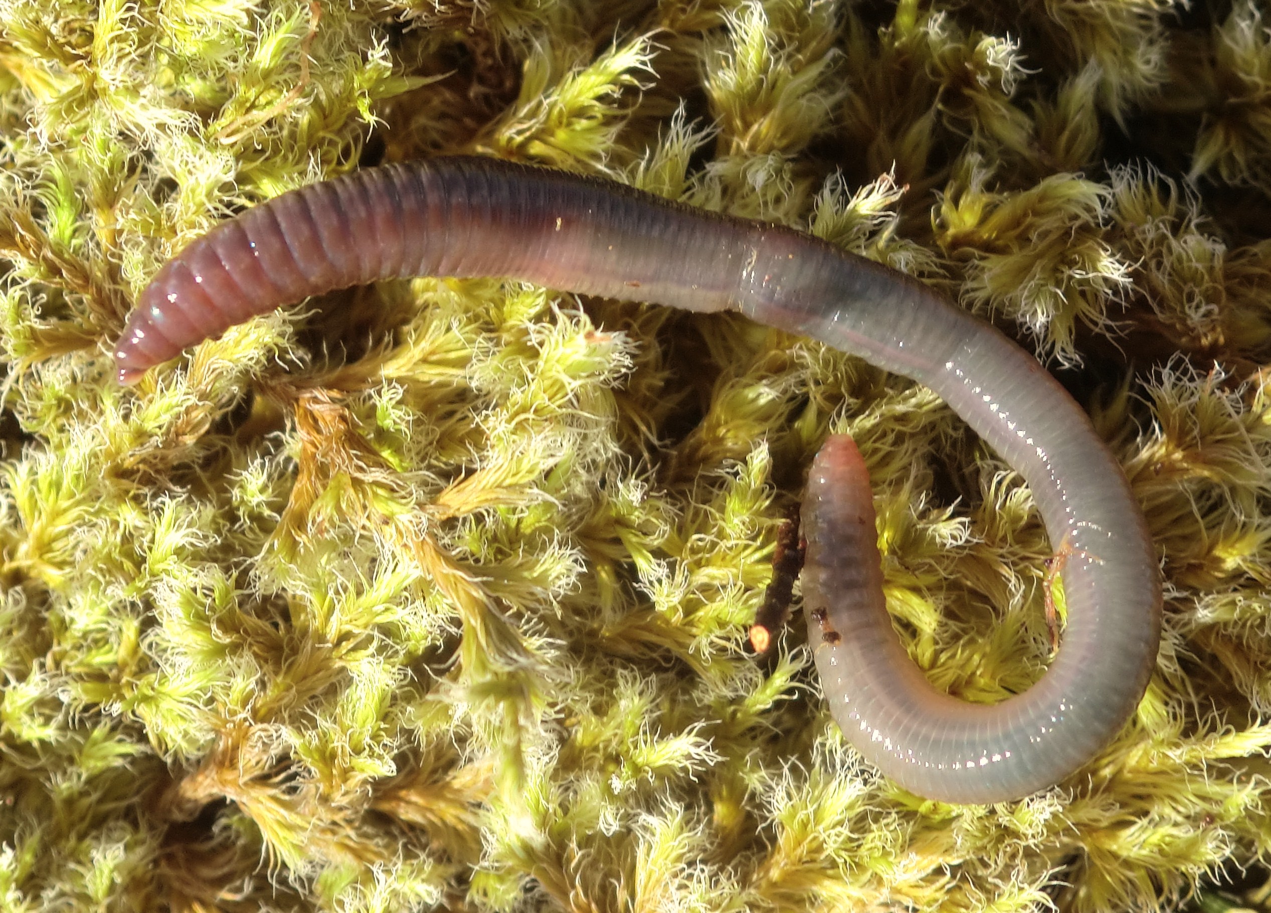 Redhead worm, Observation, UK and Ireland