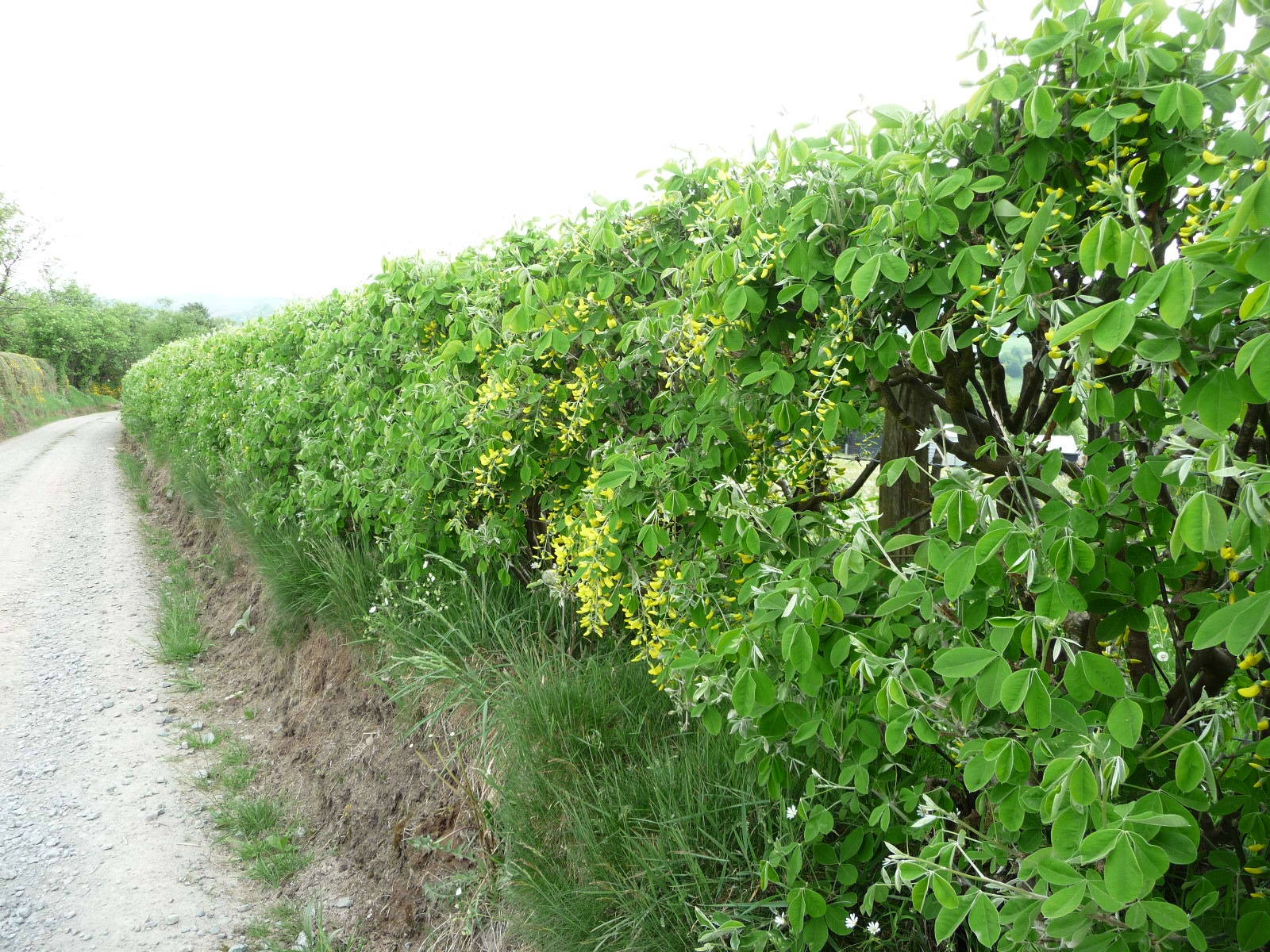 Laburnum hedge, Observation, UK and Ireland