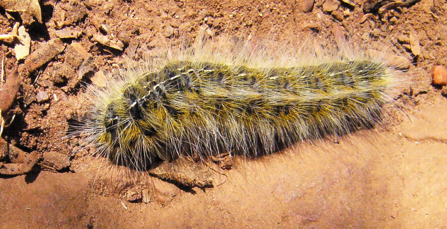 Hairy Caterpillar Observation Southern Africa Ispot