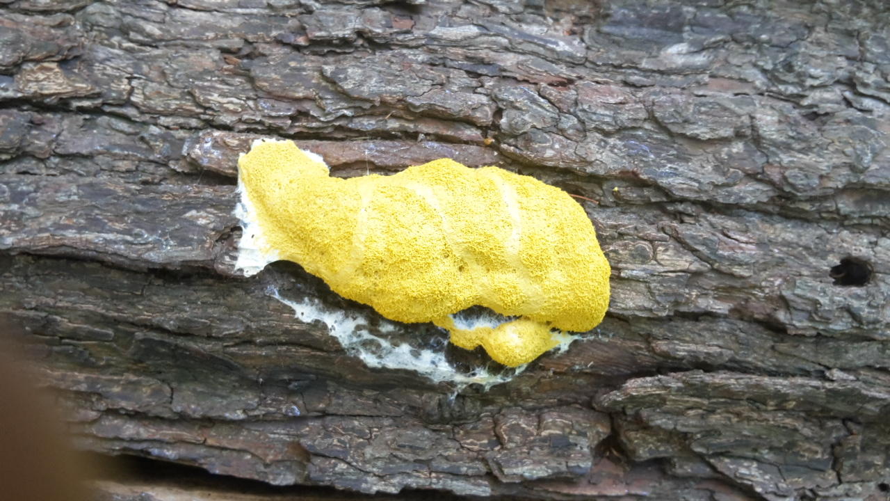 Download Yellow Fungus Observation Uk And Ireland Ispot