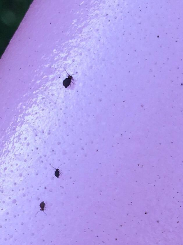 Sudden Infestation Tiny Jumping Bugs Observation Uk And Ireland Ispot
